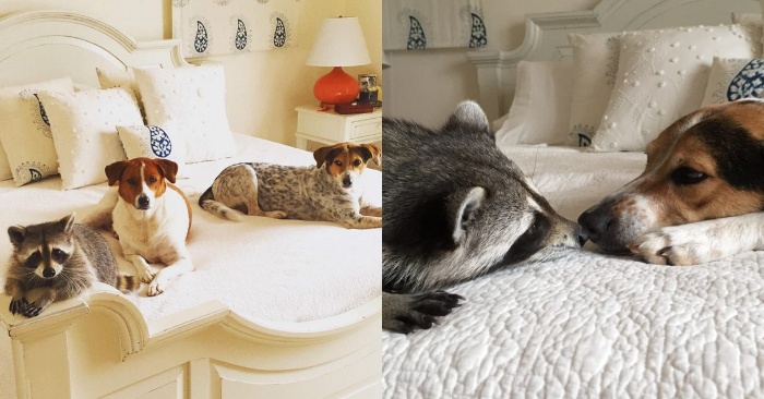  This orphaned raccoon lives in a wonderful family with good and friendly dogs