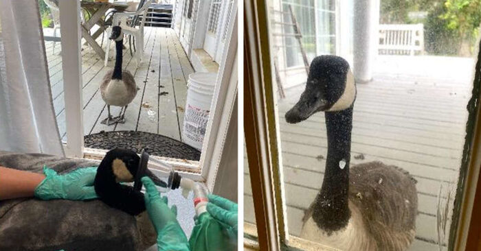  Throughout the operation of the sick goose, his fellow goose waited anxiously at the door