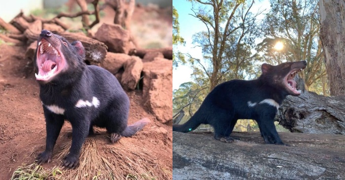  A few thousand years later Tasmanian devils are living in the wild nature again
