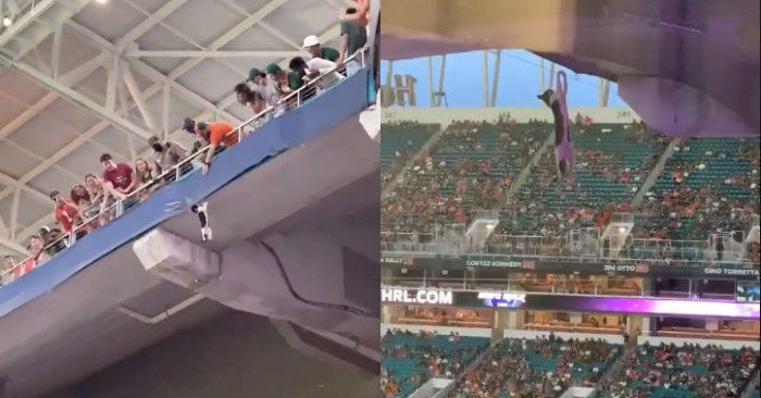  Fans were able to save the falling cat with the help of the American flag