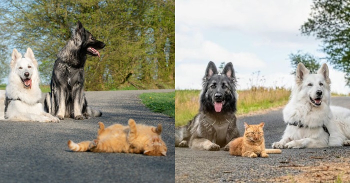  The cat doesn’t afraid of dogs: he feels like a dog and spends all time with them