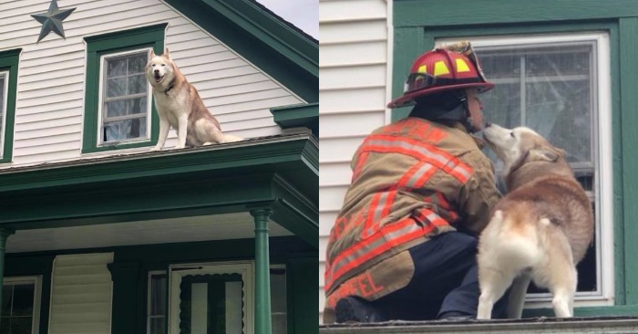  Grateful dog: this husky kisses the rescuer as a sign of gratitude