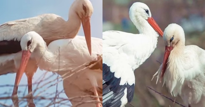  An incredible love story: this stork travels miles every year to see his wounded loved one
