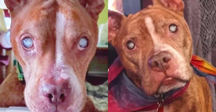  Finally, after the operation, this pit bull was able to see her family members