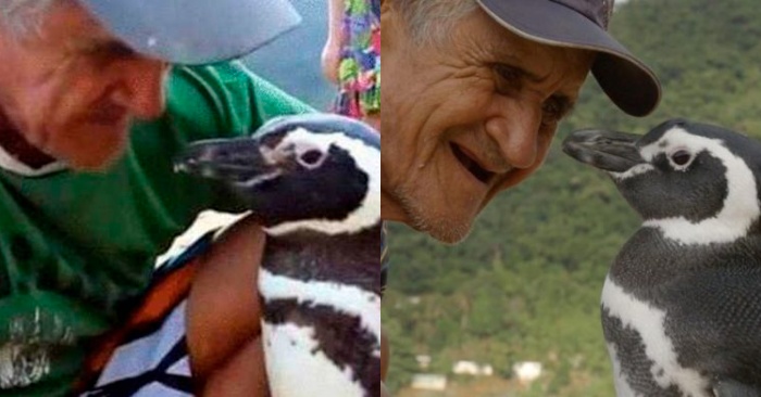  A very beautiful story: this penguin travels thousand kilometers every year to express his gratitude to his rescuer