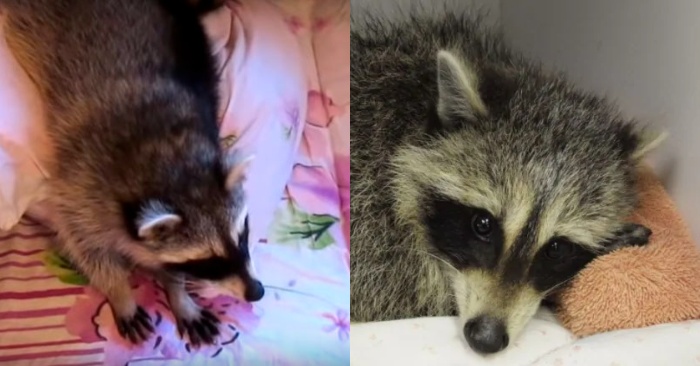  Here’s an amazing creature: this raccoon cannot be persuaded to go to bed