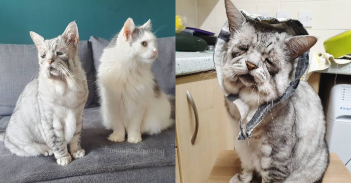  This cat with his unique and strange appearance has simply captured the hearts of thousands of people