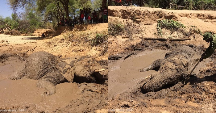  Special thanks the rescuers: the elephant stuck in the mud was rescued short time later
