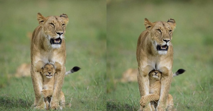  This lion cub tries to leave his mother but the stubborn mother ignores him and does not let him go