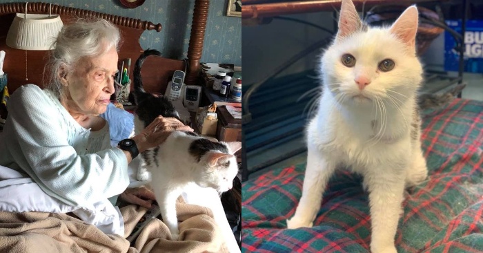  This grandmother takes the oldest cat from the shelter and starts caring for him when her cat dies
