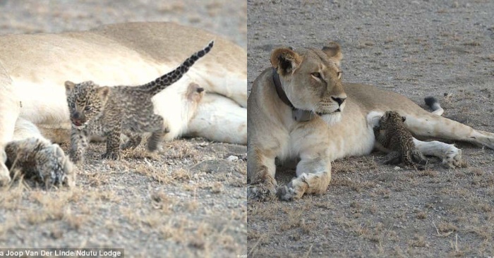  An incredible story: this caring lioness begins to take care of an orphaned snow lion