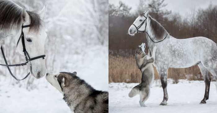  The horse and the malamute are wonderfully close and become the stars of a wonderful photo series