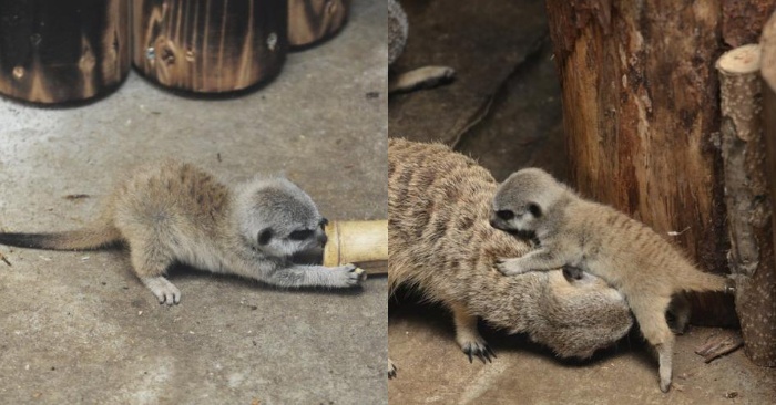 Here’s a cute story: meerkat babies caught people’s attention with their interesting behavior