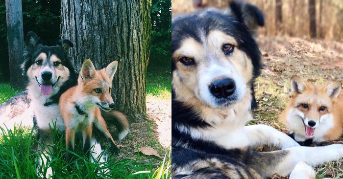  These two wonderful animals, fox and dog, sharing their destiny the become friends
