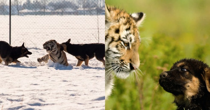  Indescribable company of Siberian tigers and German shepherds amazes everyone