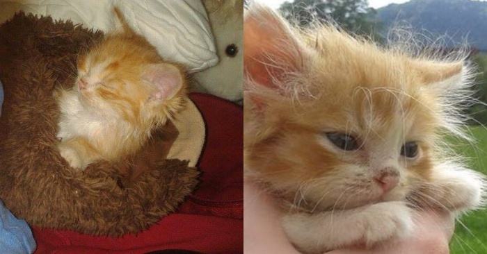  This little, cute kitten was found in the forest, a few years later he simply became unrecognizable