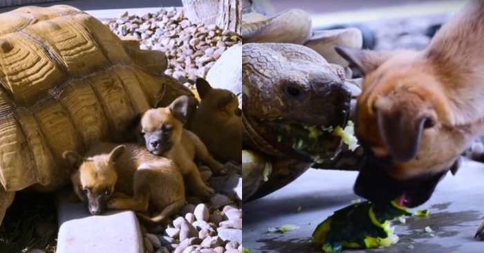  An indescribable bond between a turtle and orphaned puppies: the turtle accepted them with great care