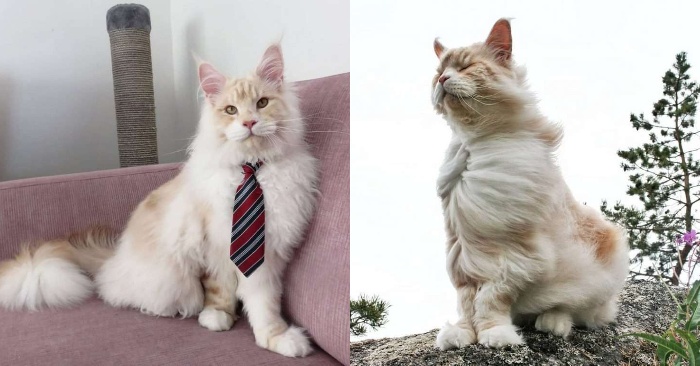  Here is an interesting and unique cat: this cat named Lotus attracts everyone with his size