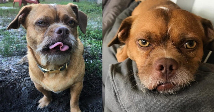 This interesting, charismatic dog became famous on the Internet because of his unique appearance