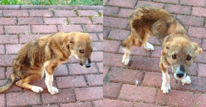  A dog with such a damaged spine, living on the street, was able to find good owners from another country