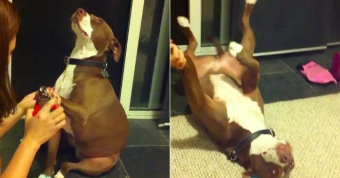 Here is an interesting story: this dog seems just faints when his owner tries to cut his claws