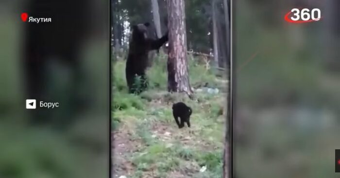  Here’s an interesting scene: a brave house cat trying to chase a giant bear