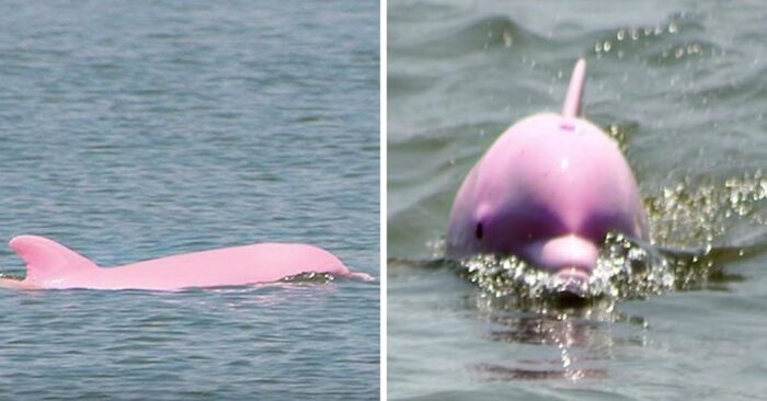  Stunning scene: a sailor was able to capture a pink dolphin in the water that captivated everyone with its beauty