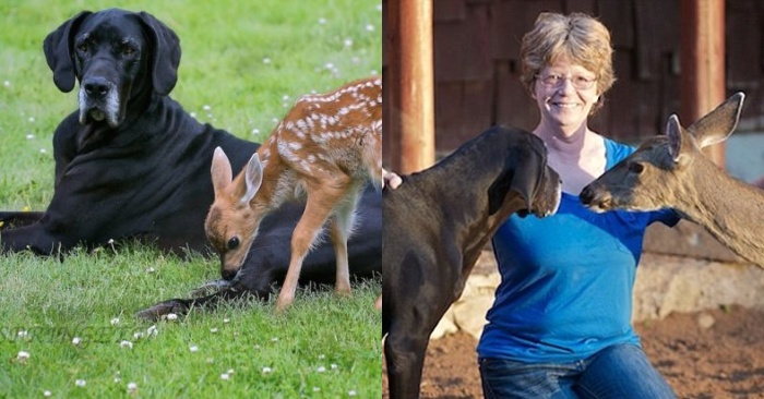  This indescribably kind dog starts taking care of the little orphaned deer so they become good friends