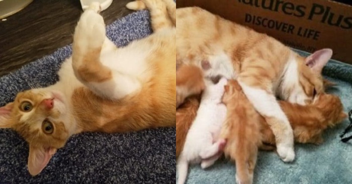  A pregnant cat appears on the balcony of a good woman, becomes her cat and gives birth to kittens