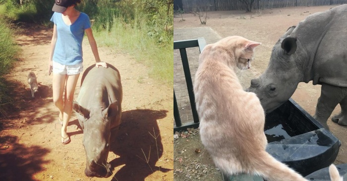  Incredible company: a giant rhino befriends a little cat