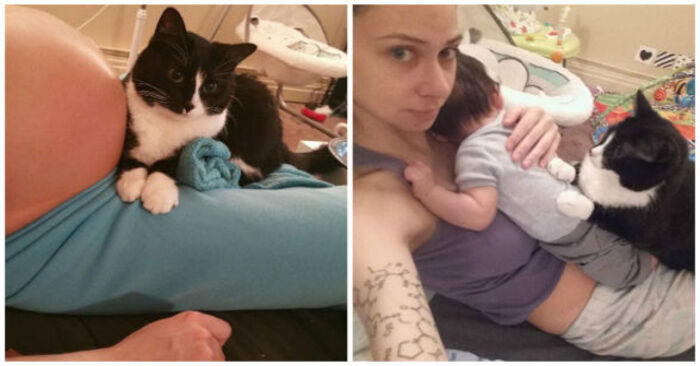  This wonderful cat takes care of and protects from dangerous things her little human friend