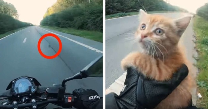  This kind and caring motorcyclist stops cars to help a small cat on the street
