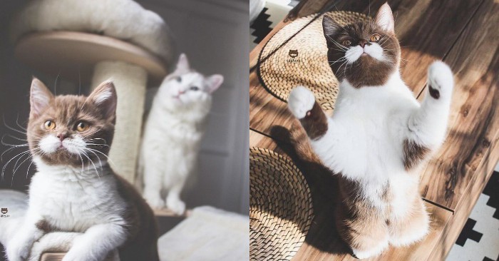 This unusual face with a mustache cat has captivated everyone with his unique beauty