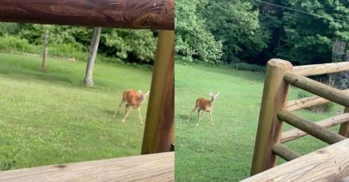  The mother deer runs to the mother and the crying newborn to help baby calm down