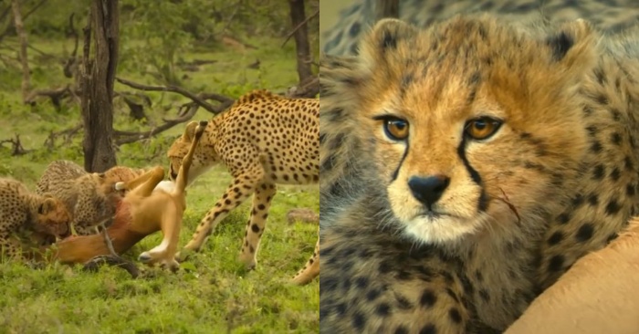  This wonderful little cheetah is trying to help its mother and drive away the jackals