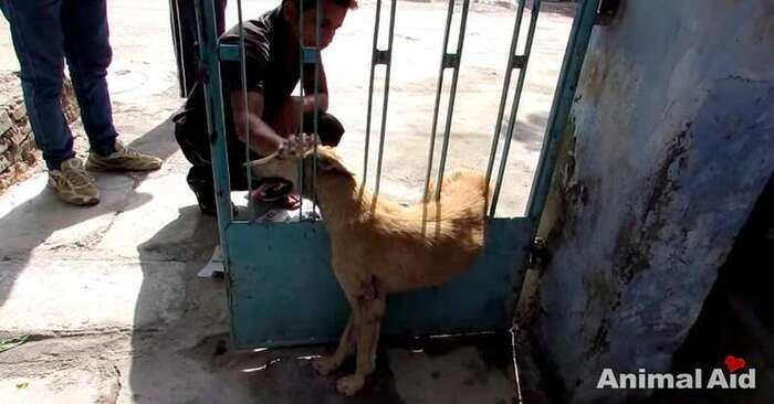  This poor dog got into the fence and could not get out, fortunately the rescuers helped him