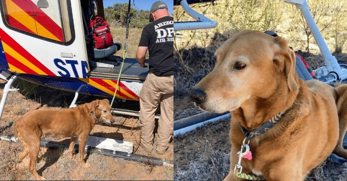  Luckily, this dog survived after the plane crash and staying several days alone in Arizona
