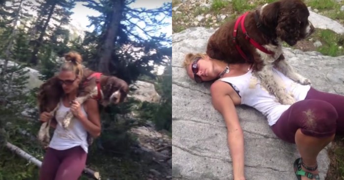  This too kind woman walked a long way with a giant dog on her shoulders to save his life