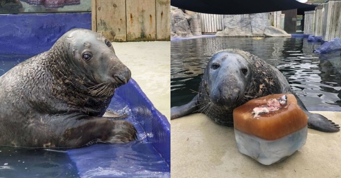  An ice fish cake was made for seal on his birthday, he was overjoyed