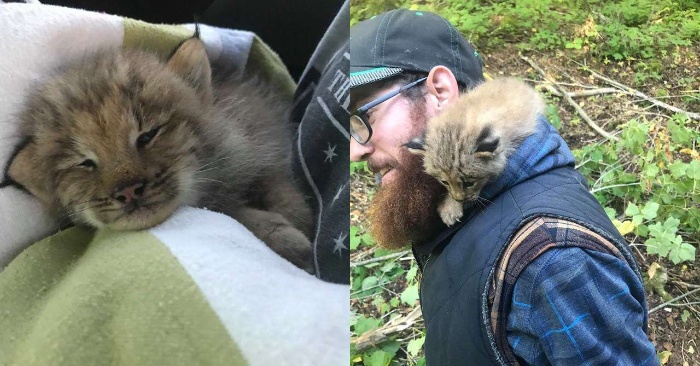  This kind man helps the lynx cub and decides to take with him, take care of and feed the baby
