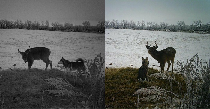  The camera captured how the dog spends several days in the forest with his new friend buck