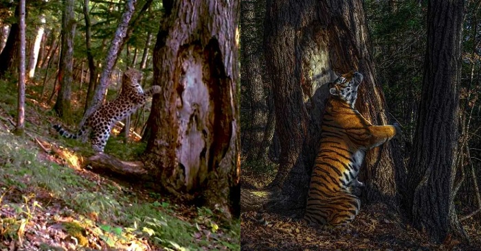  A leopard decided to repeat the international success of striped tiger։ he rubs against a tree
