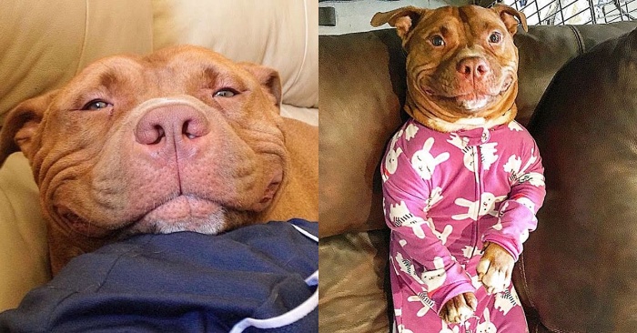  This wonderful pit bull just captures hearts: he smiles incessantly after being rescued by her new owners