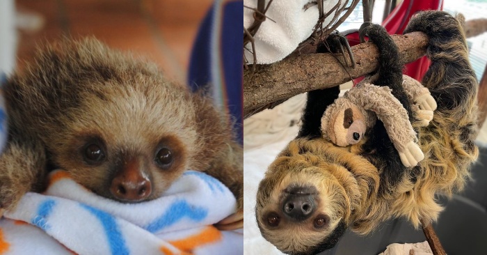  Interesting story: pregnant sloth mother constantly hugs toy sloth, as if preparing for maternal care