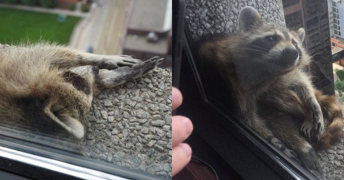  A moving moment: everyone was anxiously waiting for what would happen to the little raccoon left on the skyscraper
