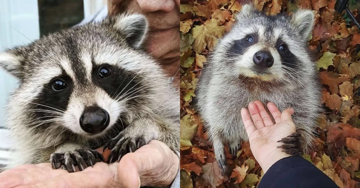  This wonderful raccoon even years later does not forget the woman who saved him and always visits her