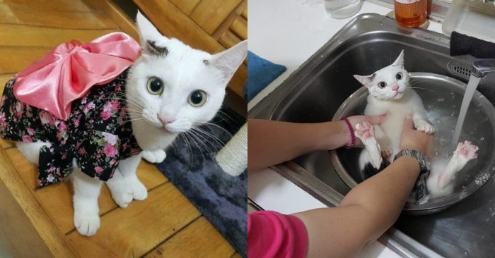  This scene is really funny: this cat loves to spend her rest in the sink while bathing