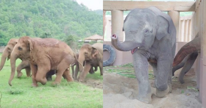  The elephants run happily to greet the orphaned baby elephant with joy