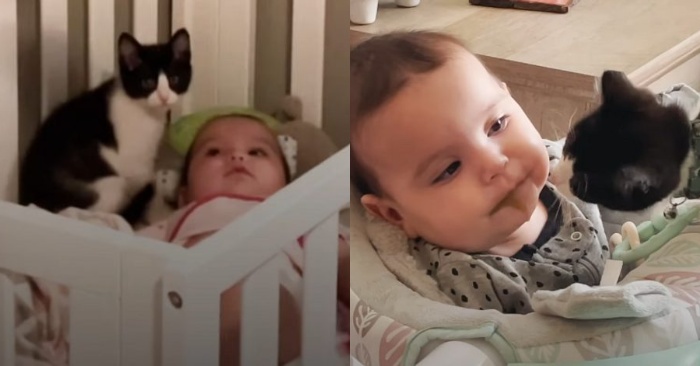  This wonderful cat never leaves a little baby and even discovers that she has a problem