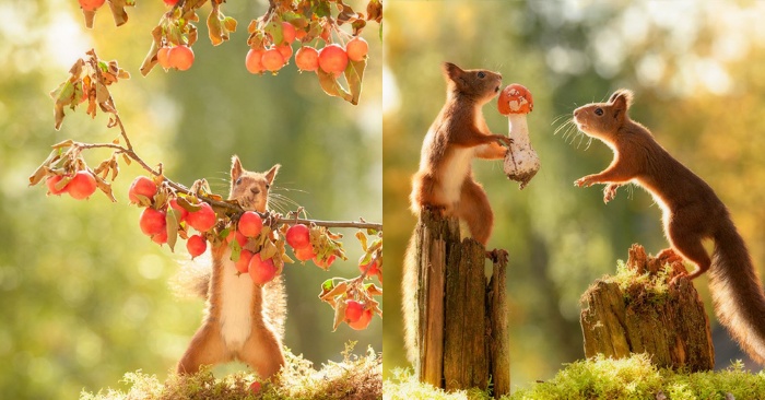  Here’s an interesting story: this photographer has been following squirrels for years to get such a photo